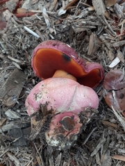 Rubroboletus eastwoodiae