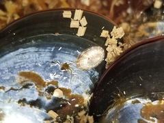 Testudinalia testudinalis