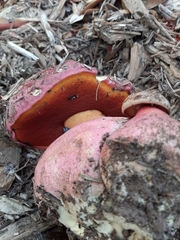 Rubroboletus eastwoodiae