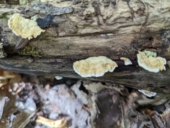 Trametes ochracea