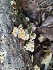 Trametes ochracea