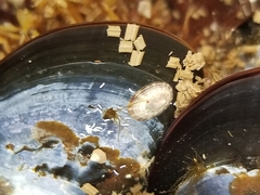 Testudinalia testudinalis