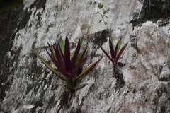 Tradescantia spathacea