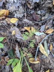 Veratrum parviflorum