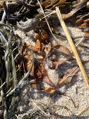 Fucus vesiculosus