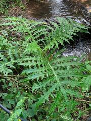 Cirsium subcoriaceum