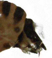 Blastopsylla occidentalis