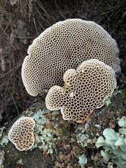 Hexagonia
