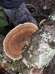 Hexagonia