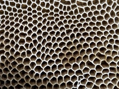 Hexagonia