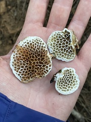 Hexagonia