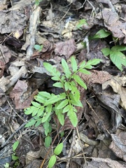 Sceptridium biternatum