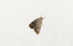 Xestia normanianus