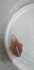 Eriophora edax