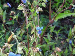 Commelina