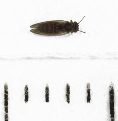 Blastopsylla occidentalis