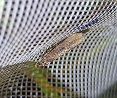 Atomotricha