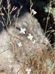 Gayophytum