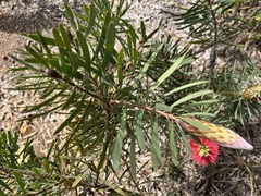 Melaleuca glauca