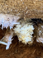 Hericium