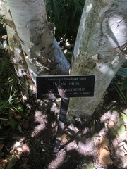 Betula utilis jacquemontii