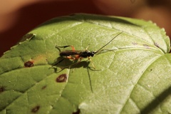 Pimpla pedalis