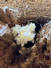 Hericium