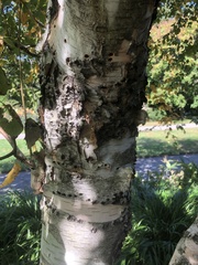 Betula utilis jacquemontii
