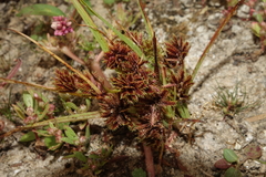 Cyperus squarrosus