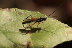 Pimpla pedalis