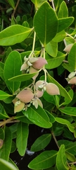 Avicennia germinans