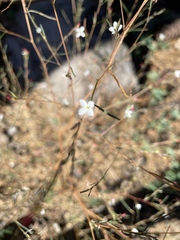 Gayophytum