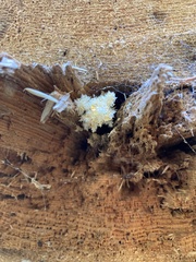 Hericium