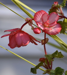 Begonia × tuberhybrida