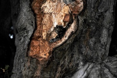 Megascops kennicottii