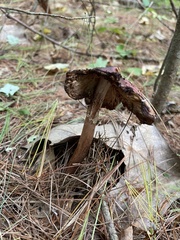 Amanita brunneolocularis
