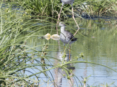 Tringa flavipes