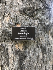 Abies homolepis
