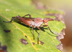 Sepedon fuscipennis