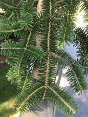 Abies homolepis
