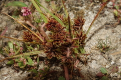Cyperus squarrosus