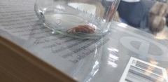 Eriophora edax