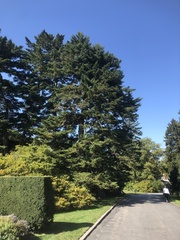 Abies homolepis