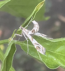 Lineodes
