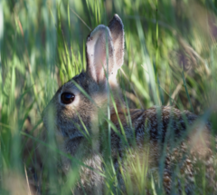 Sylvilagus nuttallii