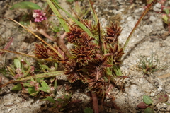 Cyperus squarrosus