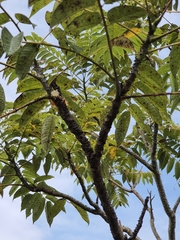 Zanthoxylum ailanthoides