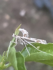 Lineodes