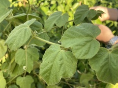 Passiflora vesicaria