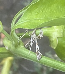 Lineodes